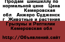 Продам  шиншиллу по нормальной цене › Цена ­ 2 500 - Кемеровская обл., Анжеро-Судженск г. Животные и растения » Грызуны и Рептилии   . Кемеровская обл.